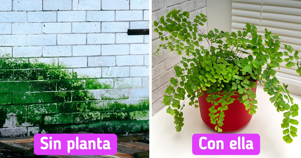 10 Plantas Que Pueden Absorber La Humedad Y Darle Un Toque Acogedor A