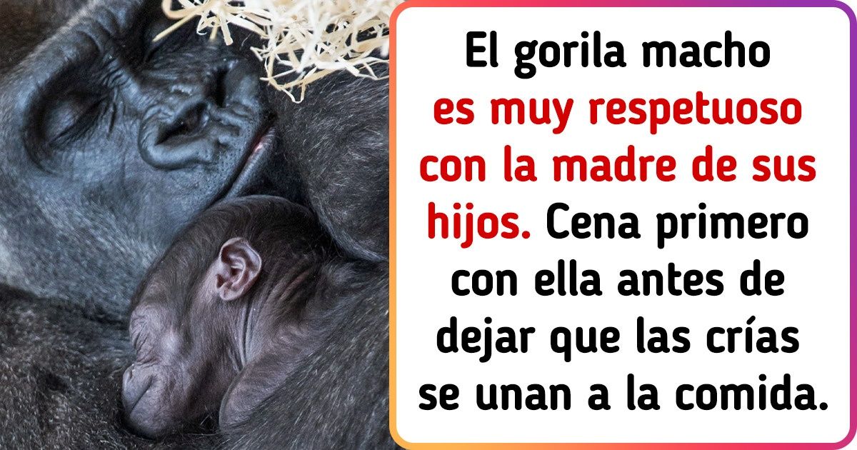 10 Padres del reino animal que se llevan el premio al mejor papá 10 Padres del reino animal que se llevan el premio al mejor papá