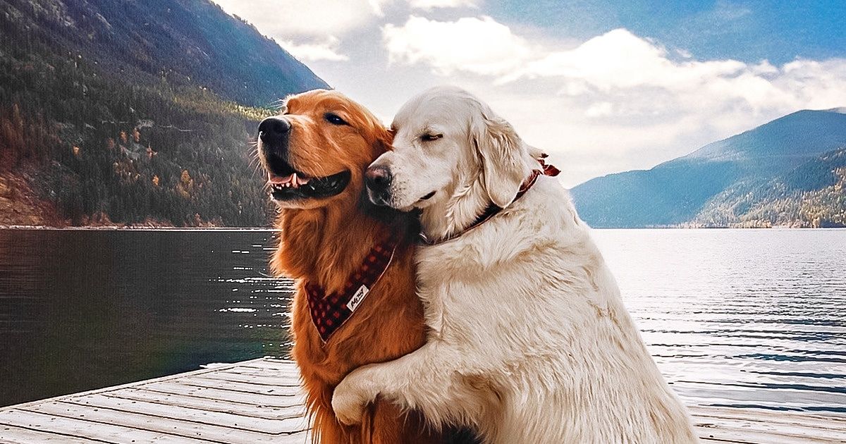 30 Fotos de Watson y Kiko, dos perros que llevan su amistad y ternura a otro nivel