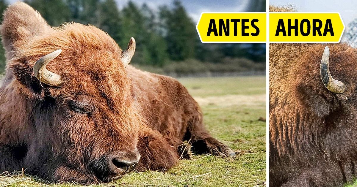 Conoce a Helen, un bisonte hembra ciego que vivió una vida solitaria hasta que conoció a un pequeño ternero a quien amar Conoce a Helen, un bisonte hembra ciego que vivió una vida solitaria hasta que conoció a un pequeño ternero a quien amar