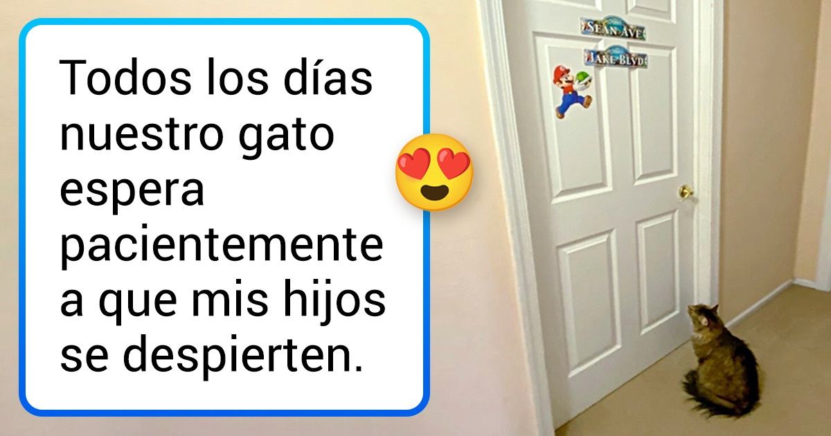 20 Imágenes que demuestran que nuestras mascotas, al igual que nosotros, tienen sus manías y sus costumbres matutinas 20 Imágenes que demuestran que nuestras mascotas, al igual que nosotros, tienen sus manías y sus costumbres matutinas