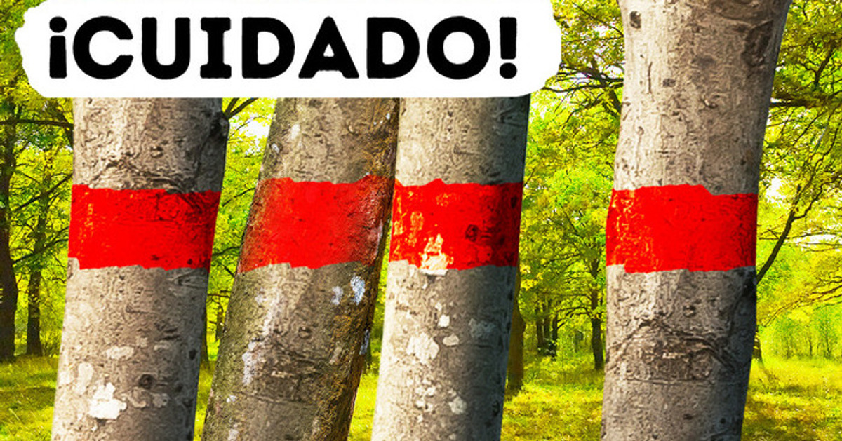 Nunca te pares debajo de este árbol cuando llueva