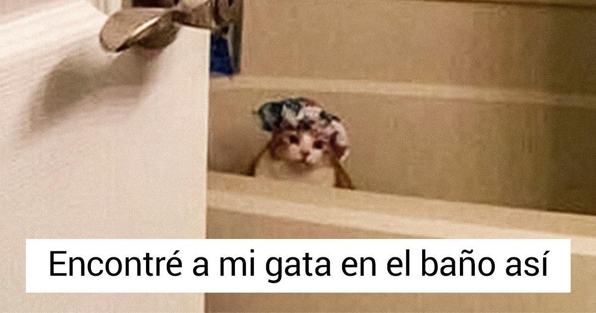 23 Personas que reencarnaron en animales pero se olvidaron de eso