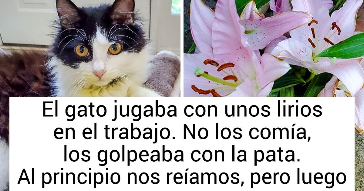 9 Cosas comunes que pueden costarles la salud e incluso la vida a tus mascotas 9 Cosas comunes que pueden costarles la salud e incluso la vida a tus mascotas