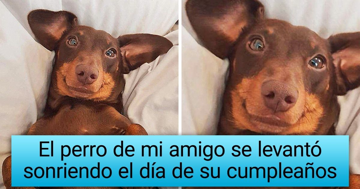 30+ Animales que abrieron los ojos y encontraron una cámara que retrató su carita de recién levantados 30+ Animales que abrieron los ojos y encontraron una cámara que retrató su carita de recién levantados