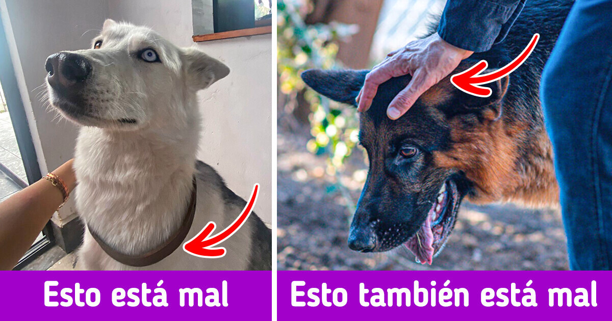 10 Costumbres que tenemos con nuestros perros y que no son nada amigables