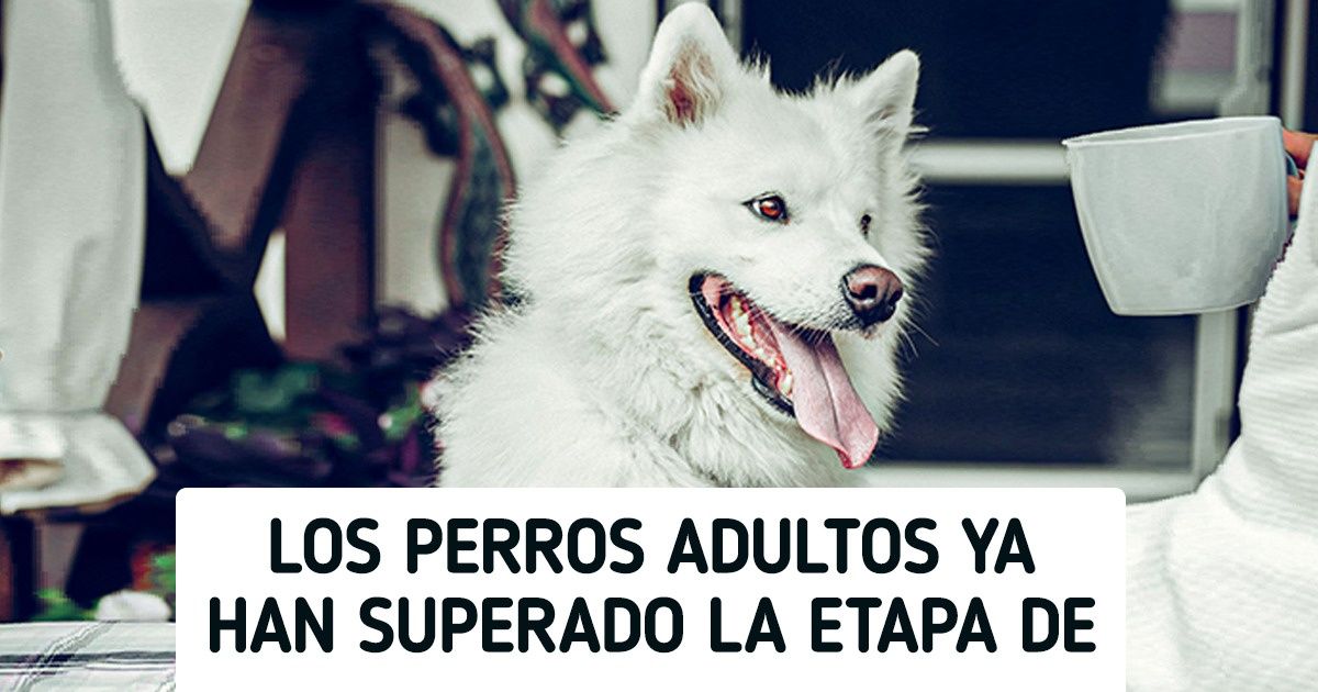 10 Puntos que debemos valorar si estamos pensando en llevar a casa a un can adulto