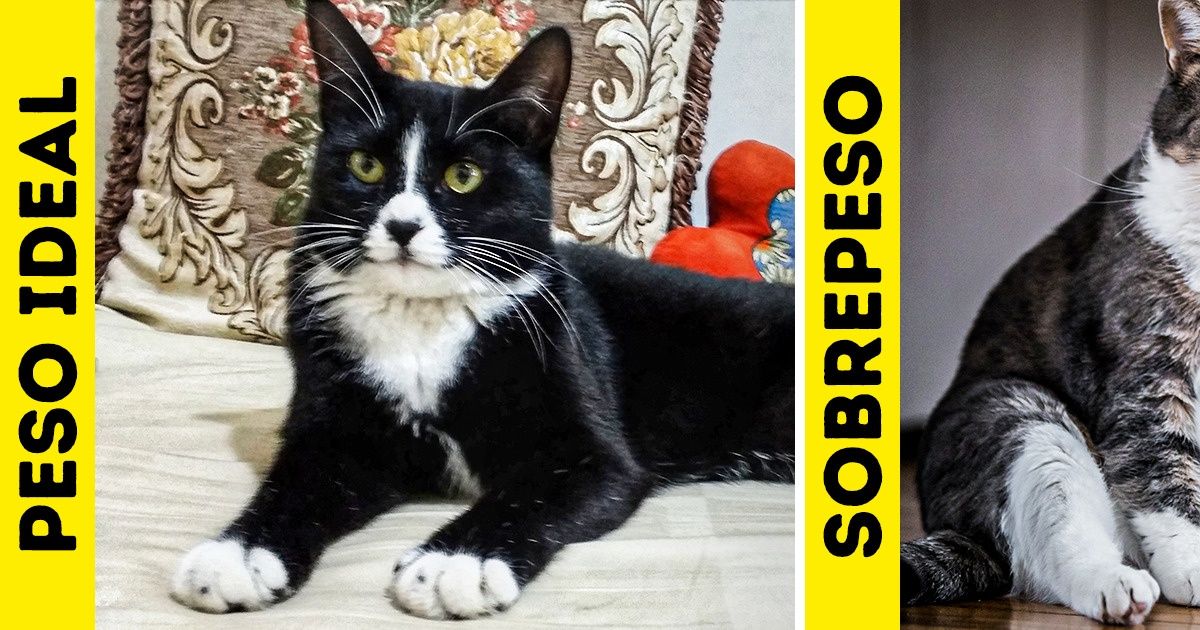 Qué ha hecho que tu gato engorde y cómo ayudarlo a ponerse en forma Qué ha hecho que tu gato engorde y cómo ayudarlo a ponerse en forma