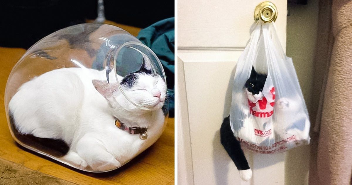 17 Gatos flexibles que demostraron poder hacer de todo 17 Gatos flexibles que demostraron poder hacer de todo