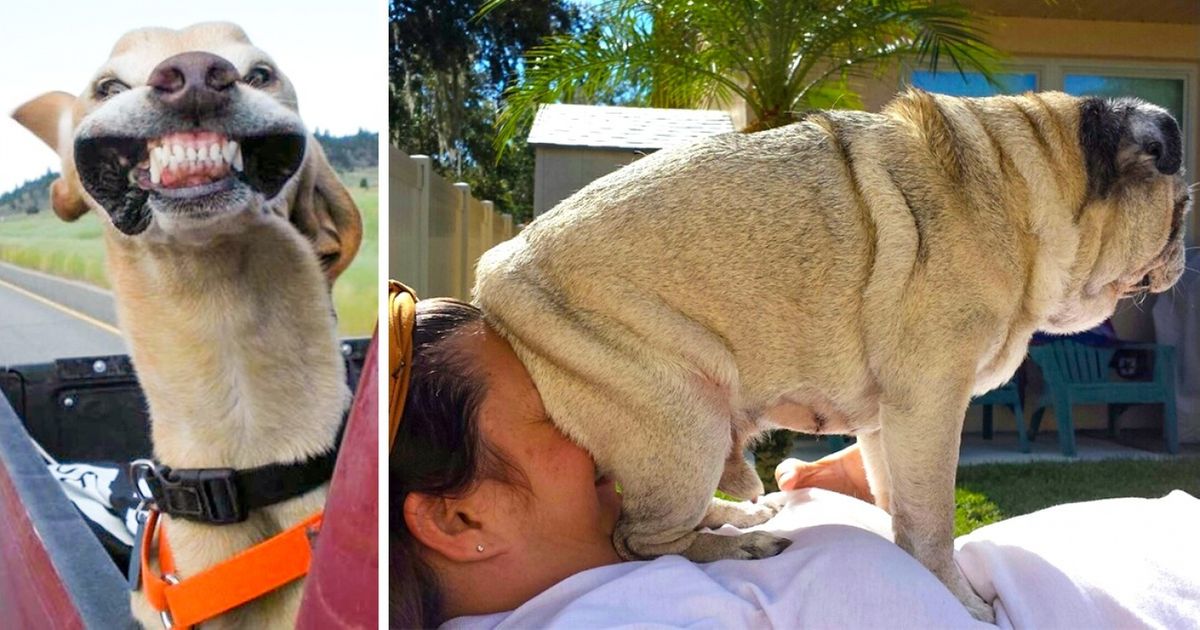 20+ Fotos divertidísimas que muestran que las mascotas saben vivir la vida al máximo