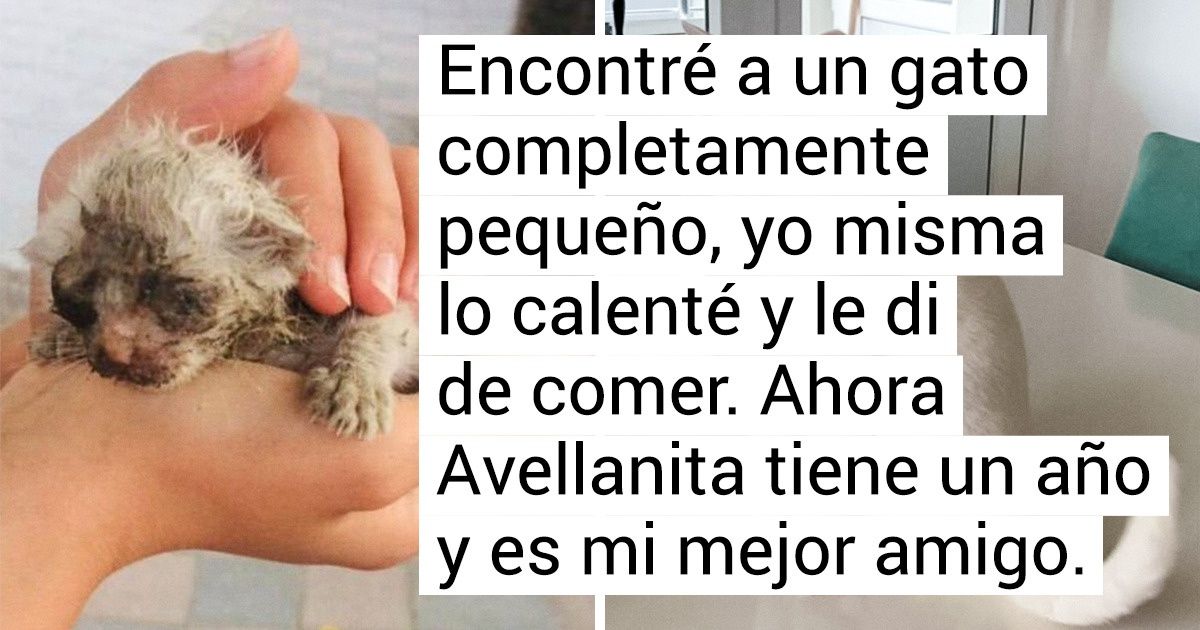 19 Animales sin hogar a los que solo les hacía falta una familia amorosa