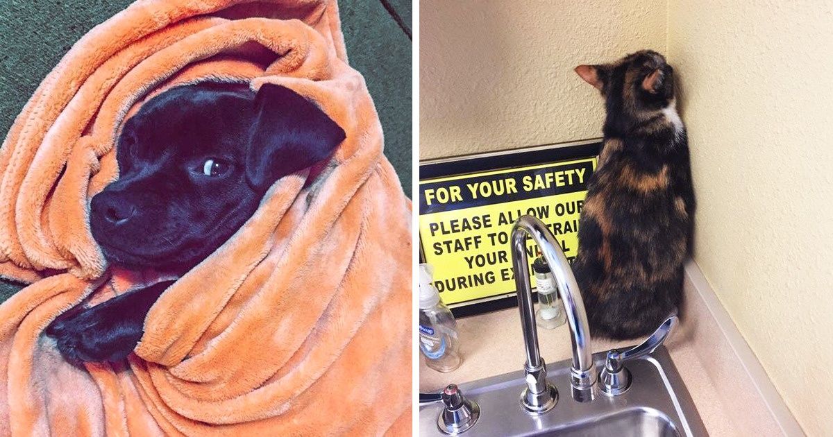 23 Fotos que retratan los extraños hábitos de perros y gatos que para ellos son de lo más normal