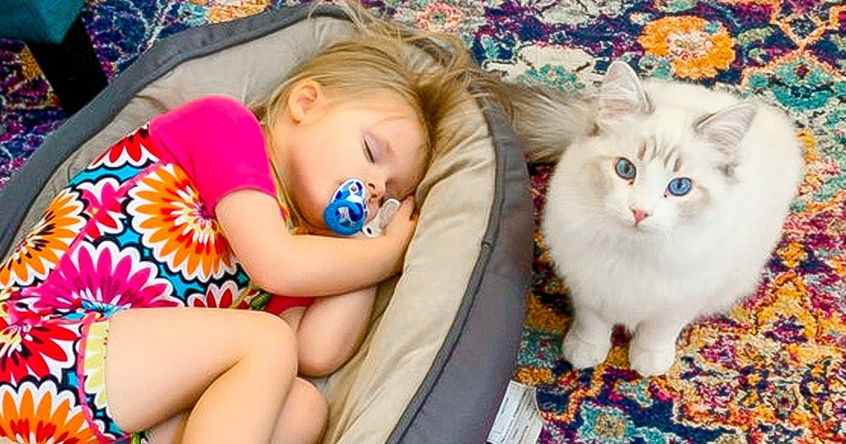 18 Mascotas que tienen a un bromista empedernido en vez de un dueño normal