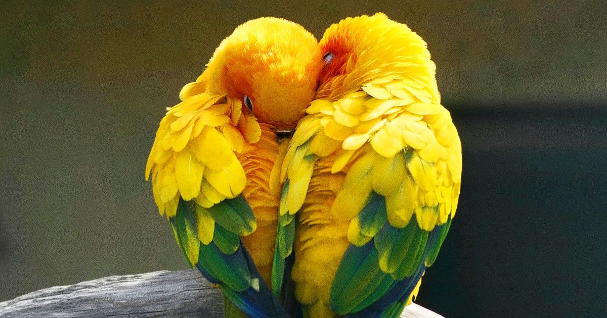 7 Animales que permanecen con sus parejas de por vida 7 Animales que permanecen con sus parejas de por vida