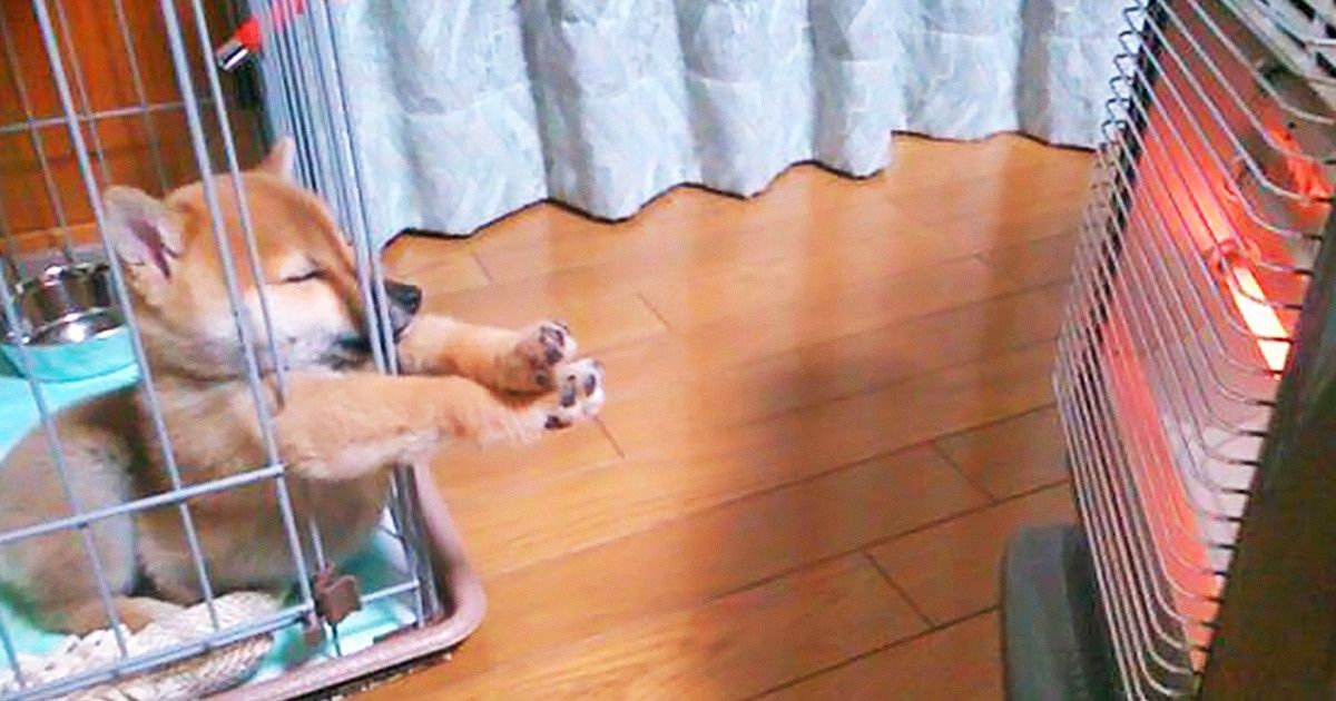 20 Razones para enamorarse de los perros Shiba Inu de manera definitiva e irrevocable