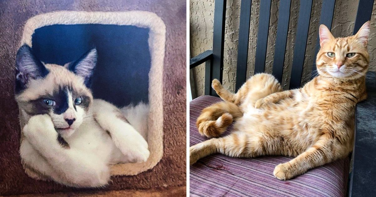 24 Gatitos modelos que son verdaderos encantadores de cámaras 24 Gatitos modelos que son verdaderos encantadores de cámaras