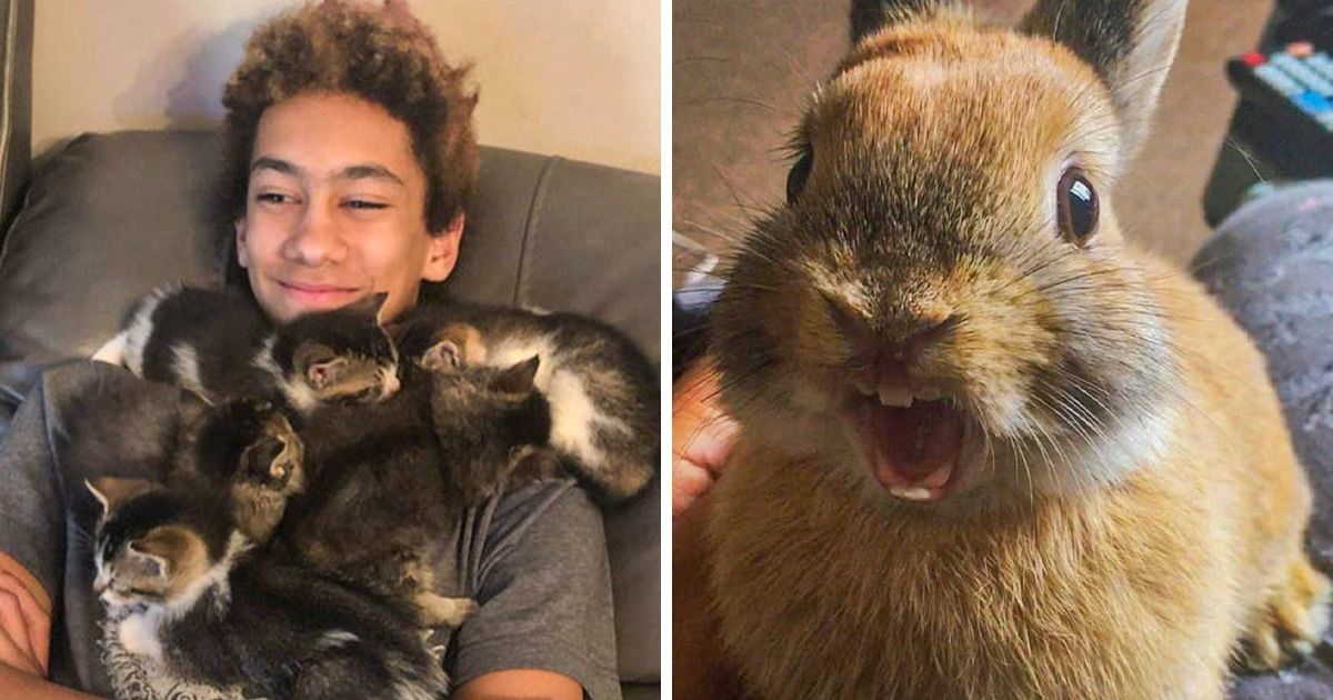 20 Animales que pueden levantar tu estado de ánimo como nadie más