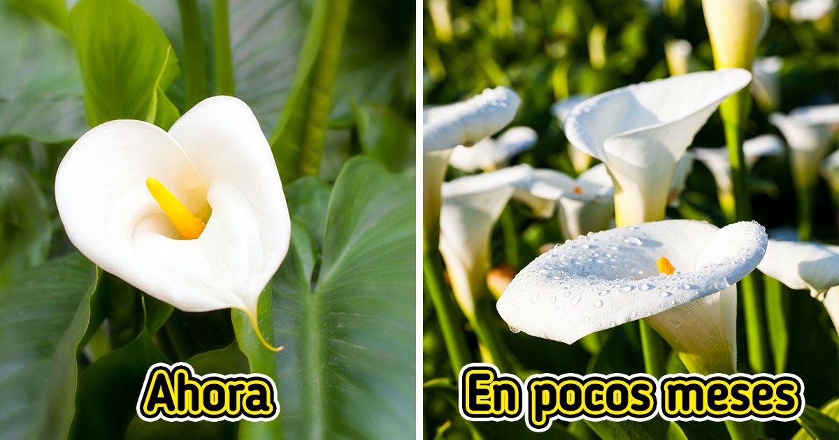 10+ Plantas que pueden ocupar rápidamente la mayor parte de tu jardín sin mucho esfuerzo y convertirlo en un lugar acogedor 10+ Plantas que pueden ocupar rápidamente la mayor parte de tu jardín sin mucho esfuerzo y convertirlo en un lugar acogedor