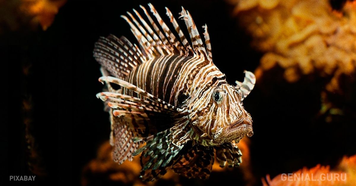 Atrévete a recorrer en vivo el lugar más profundo del Océano Pacífico