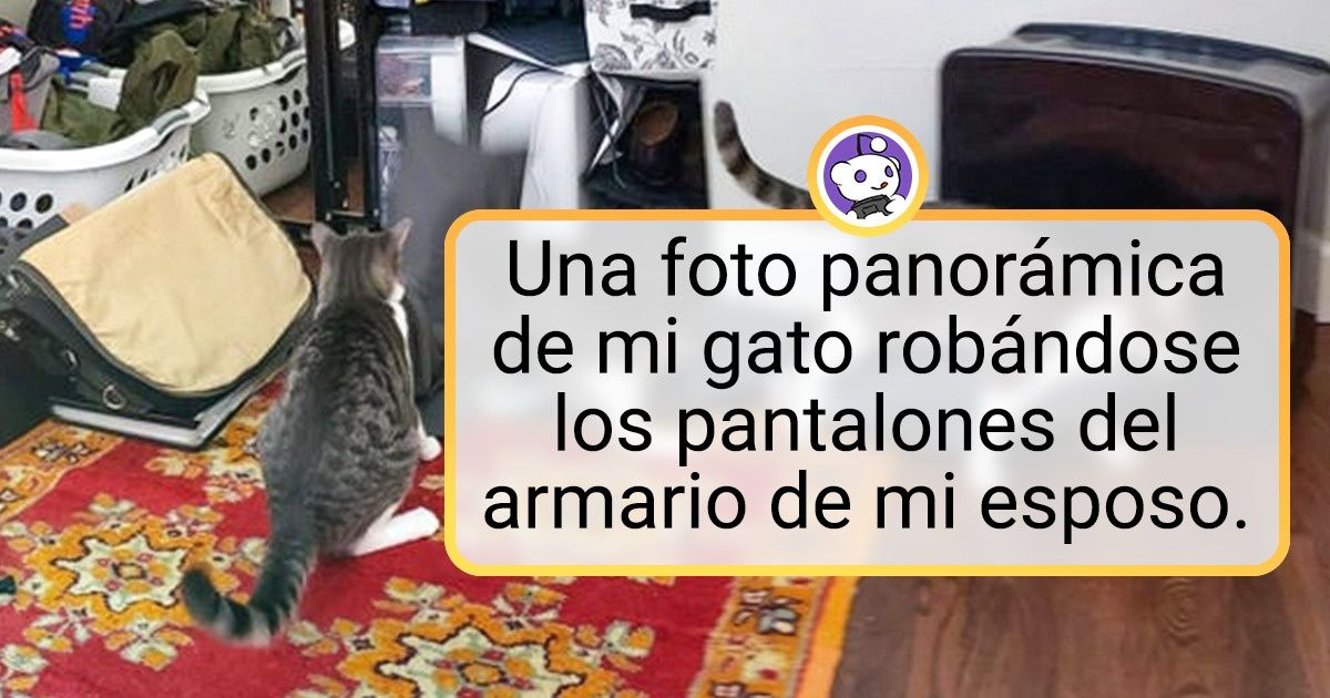 19 Veces en que los humanos no comprendimos que la vida de las mascotas tiene sus propias reglas