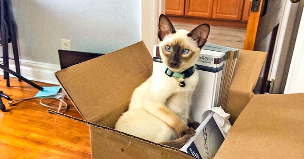 Te desafiamos a mirar estas fotos de gatos siameses sin sentir ternura (reír tampoco vale)