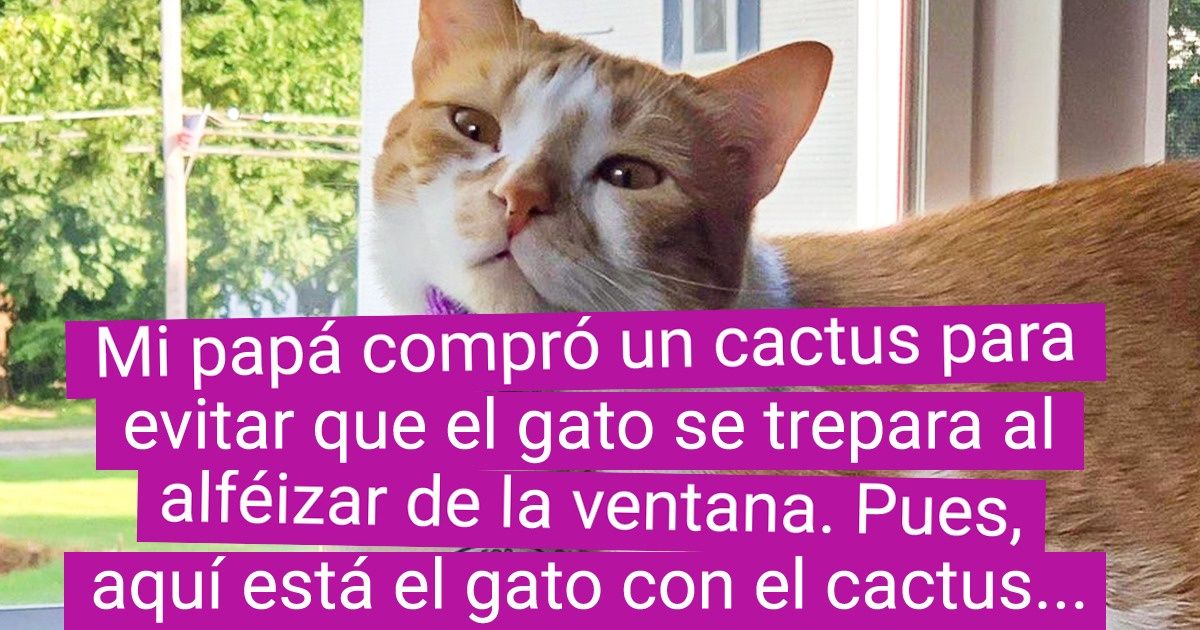 19 Personas que solo querían tener un gato y no pensaron en las consecuencias