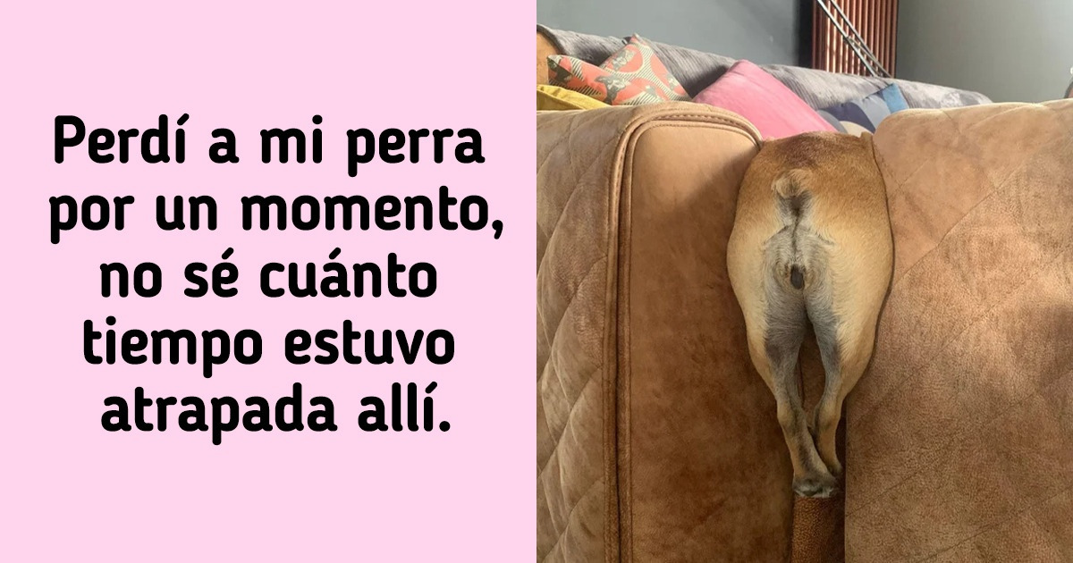 20 Animales que pueden ayudarte en tu camino hacia el buen humor
