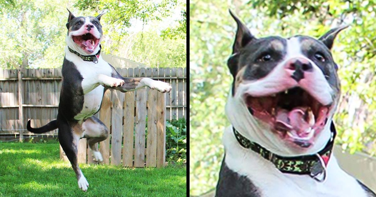 20 Fotografías de perros que fueron tomadas durante un salto digno de una bailarina de música clásica 20 Fotografías de perros que fueron tomadas durante un salto digno de una bailarina de música clásica