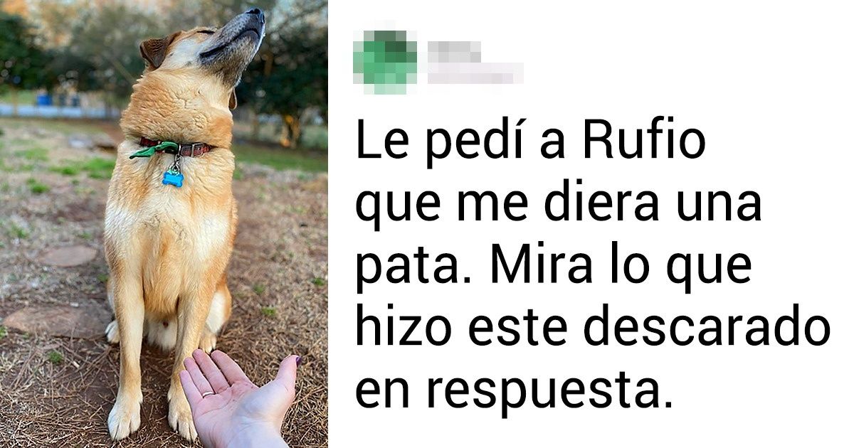 19 Hocicos peludos cuya arrogancia puede dejar sin palabras hasta al dueño más paciente 19 Hocicos peludos cuya arrogancia puede dejar sin palabras hasta al dueño más paciente