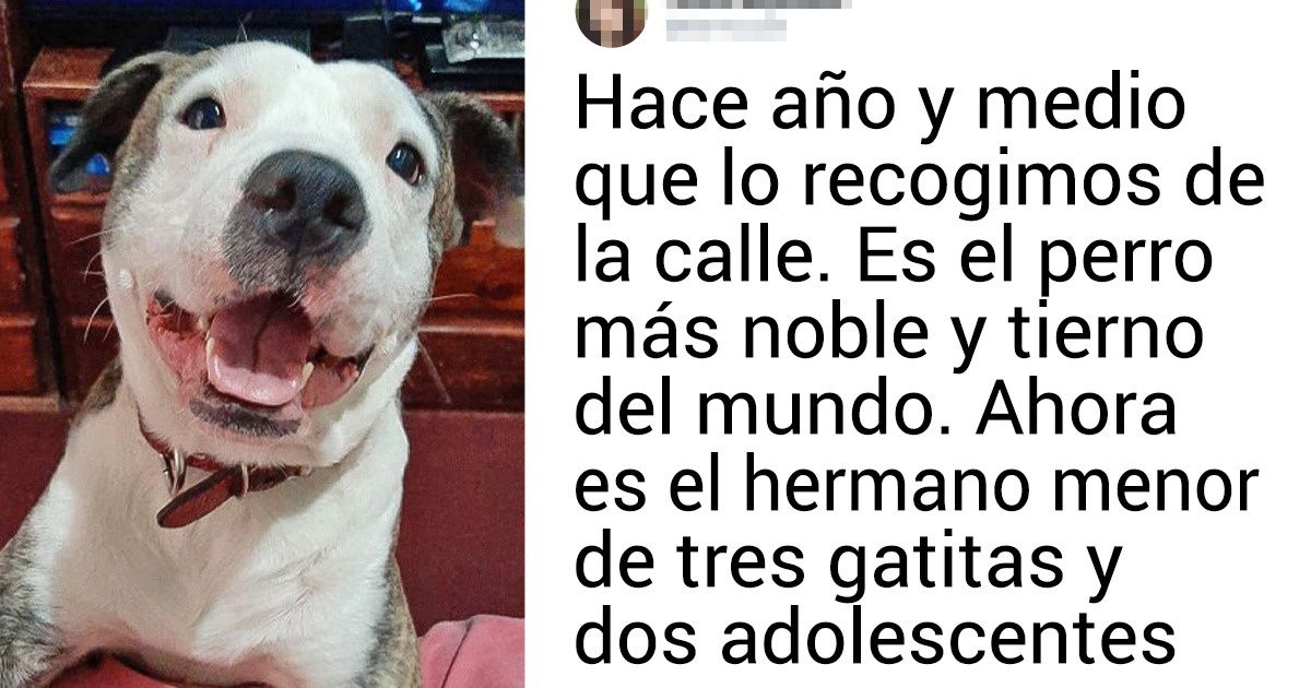 15+ Usuarios de Genial comparten las cualidades que más les gustan de sus mascotas 15+ Usuarios de Genial comparten las cualidades que más les gustan de sus mascotas