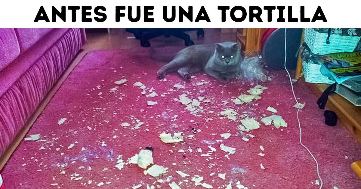 22 Fotos de gatos que demuestran que el mundo fue creado para ellos 22 Fotos de gatos que demuestran que el mundo fue creado para ellos