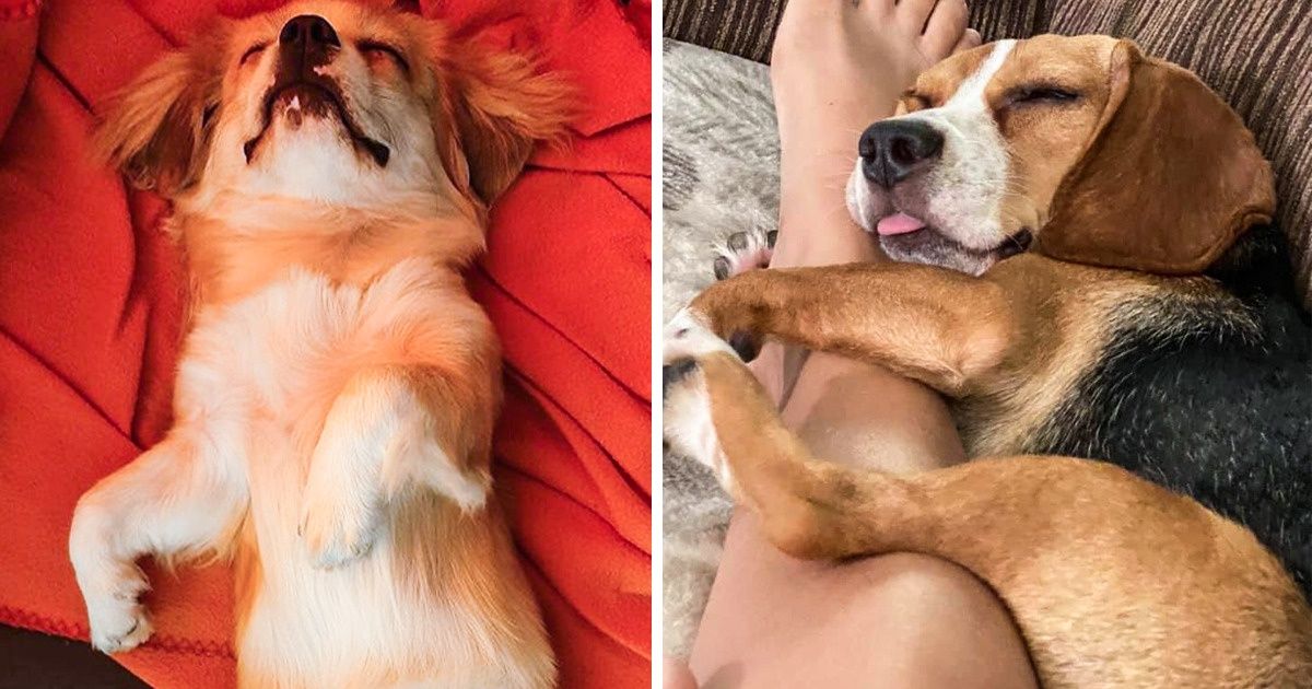 20 Lectores de Genial que pensaron que sus perros serían los guardianes de sus casas, pero pasó algo diferente