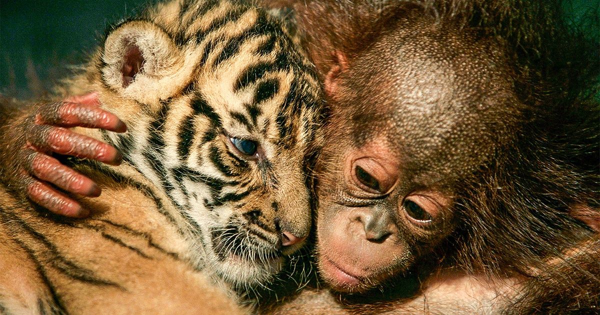 15 Fotos de animales que demostraron el amor que se tenían con un abrazo 15 Fotos de animales que demostraron el amor que se tenían con un abrazo