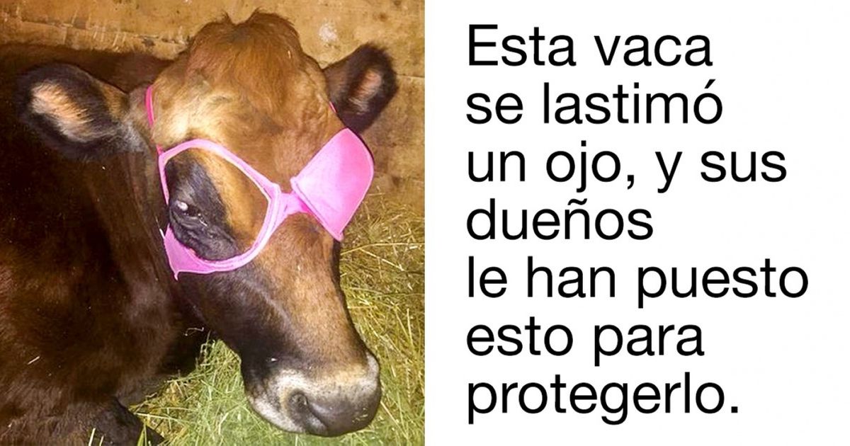 23 Fotos que demuestran que la creatividad humana no conoce límites