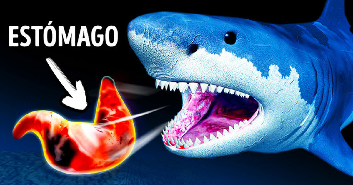 Los tiburones escupen su estómago y otros 28 datos interesantes por la Semana del Tiburón