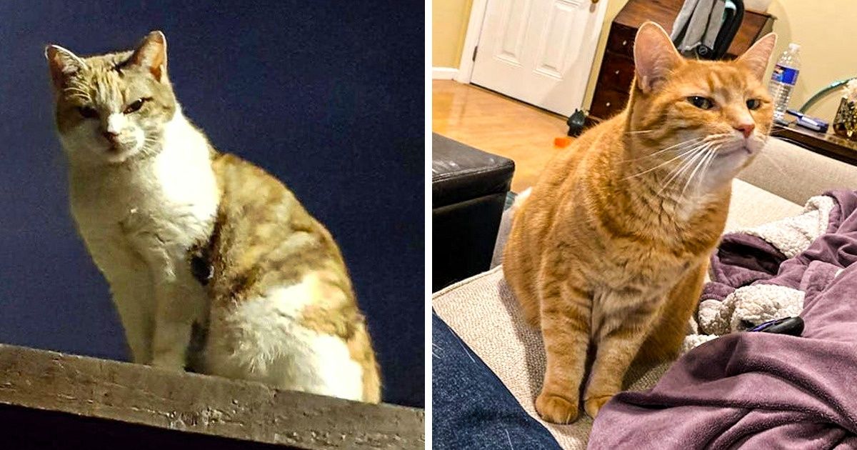 20 Gatos cuyas miradas fijas hacia los humanos los hacen parecer espías infiltrados