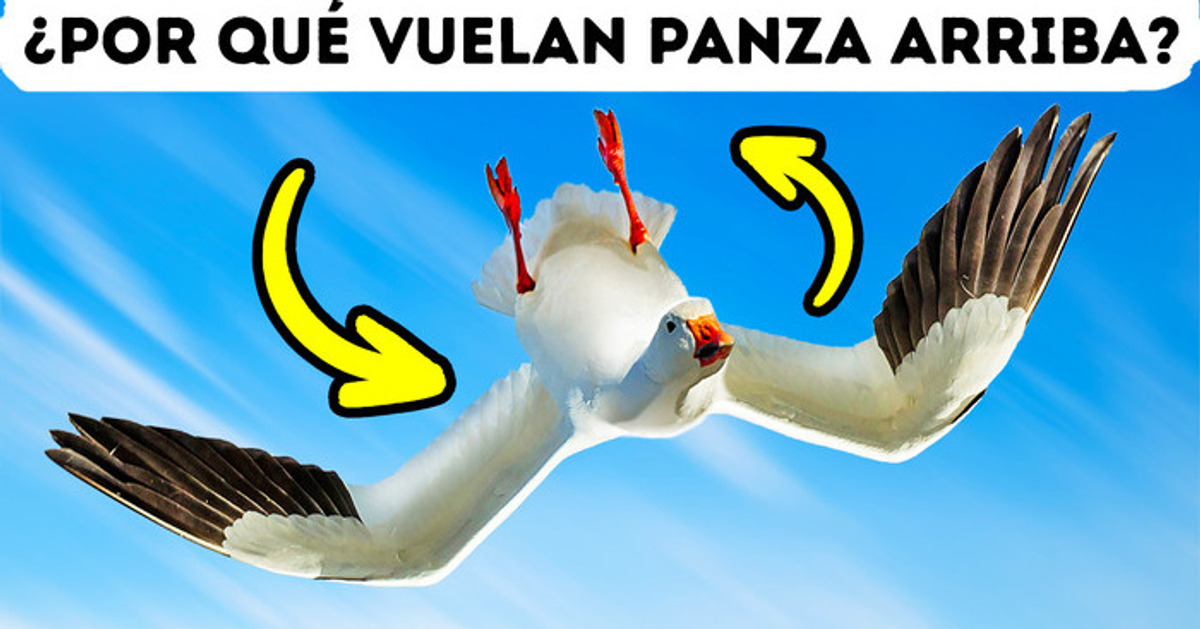 Los gansos a veces vuelan al revés y la ciencia solo tiene teorías sobre el porqué