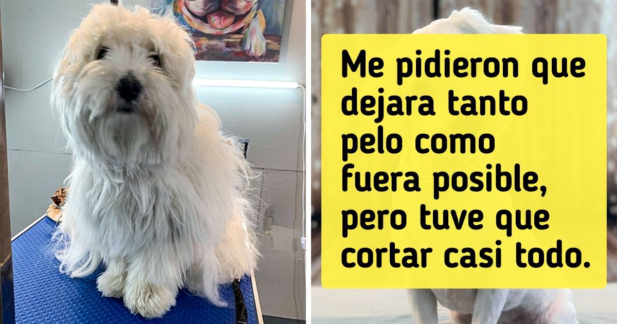 21 Perritos a los que sus dueños casi no los reconocieron después de un bien merecido corte