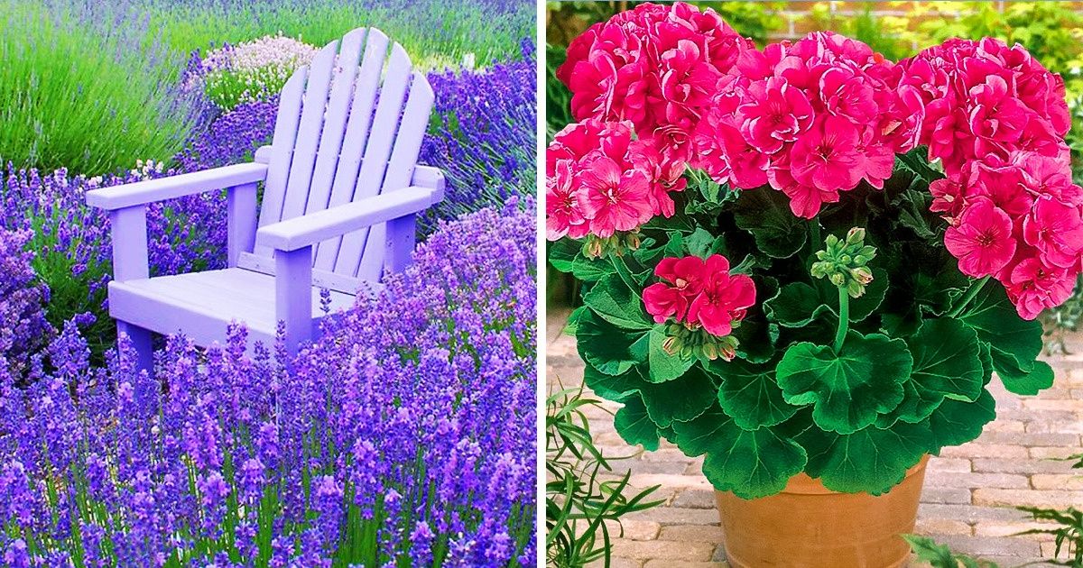 Cómo alejar a los mosquitos con ciertas plantas que puedes cultivar en tu jardín