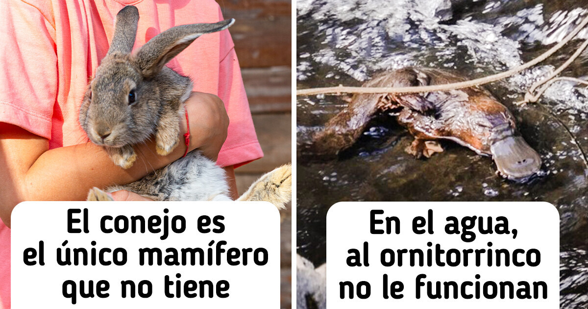 16 Datos que demuestran que hay algo extraterrestre en cada animal 16 Datos que demuestran que hay algo extraterrestre en cada animal