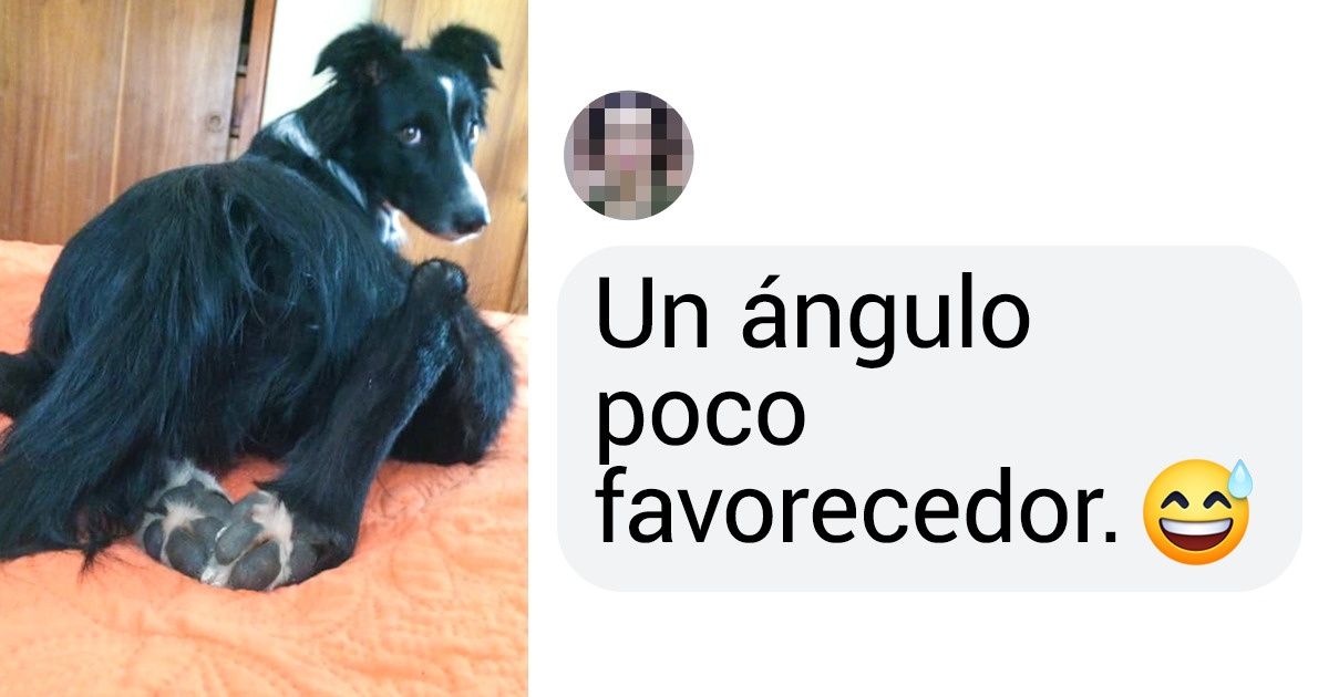 20 Mascotas de los usuarios de Genial que demostraron que ser uno mismo es más divertido que ser “normal” 20 Mascotas de los usuarios de Genial que demostraron que ser uno mismo es más divertido que ser “normal”