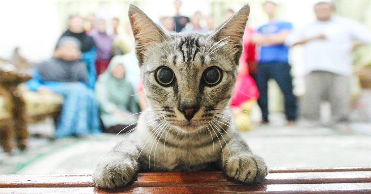 20+ Pruebas de que los animales no pueden arruinar una foto, incluso si salieron en ella accidentalmente 20+ Pruebas de que los animales no pueden arruinar una foto, incluso si salieron en ella accidentalmente