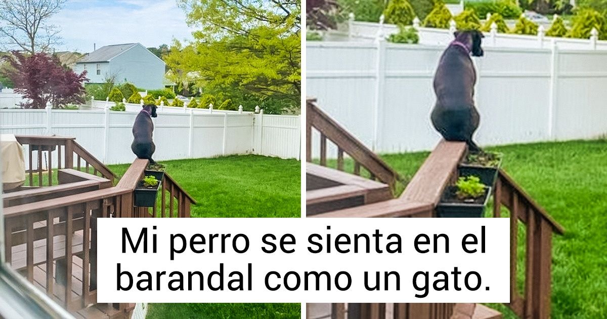 20+ Animales que hicieron colapsar el sistema como si fueran Neo de “Matrix”