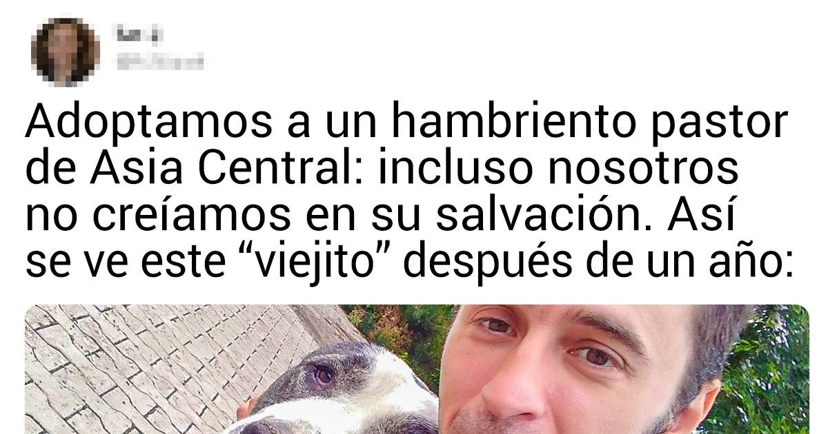 16 Conmovedoras historias de animales que lograron volver a confiar en los humanos 16 Conmovedoras historias de animales que lograron volver a confiar en los humanos