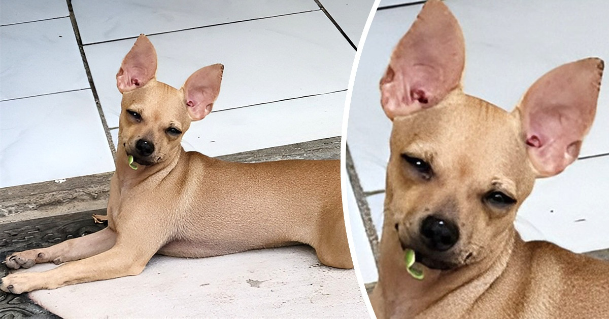 17 Mascotas de los lectores de Genial que probaron que no necesitan hablar para comunicarse