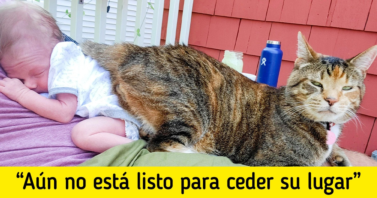 18 Gatitos que ya conquistaron su casa y ahora van en busca del universo 18 Gatitos que ya conquistaron su casa y ahora van en busca del universo