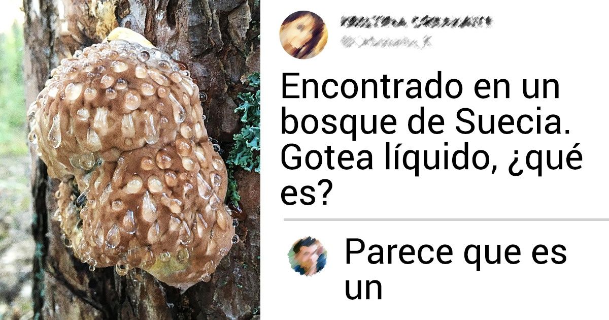 23 Cosas misteriosas halladas por la gente, y no sabríamos qué son si no fuera por la ayuda de los usuarios de la red 23 Cosas misteriosas halladas por la gente, y no sabríamos qué son si no fuera por la ayuda de los usuarios de la red