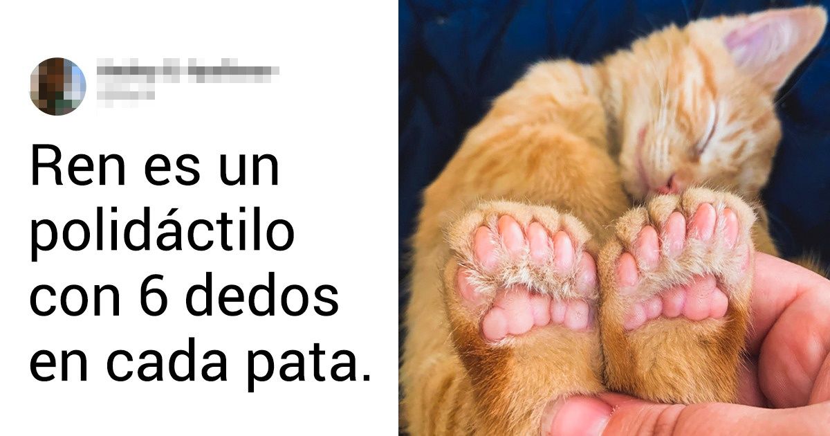 16 Momentos en los que la naturaleza demostró su talento artístico al crear a nuestras mascotas