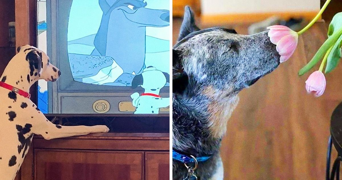 20+ Fotos graciosas de perros captadas en situaciones más humanas que perrunas 20+ Fotos graciosas de perros captadas en situaciones más humanas que perrunas