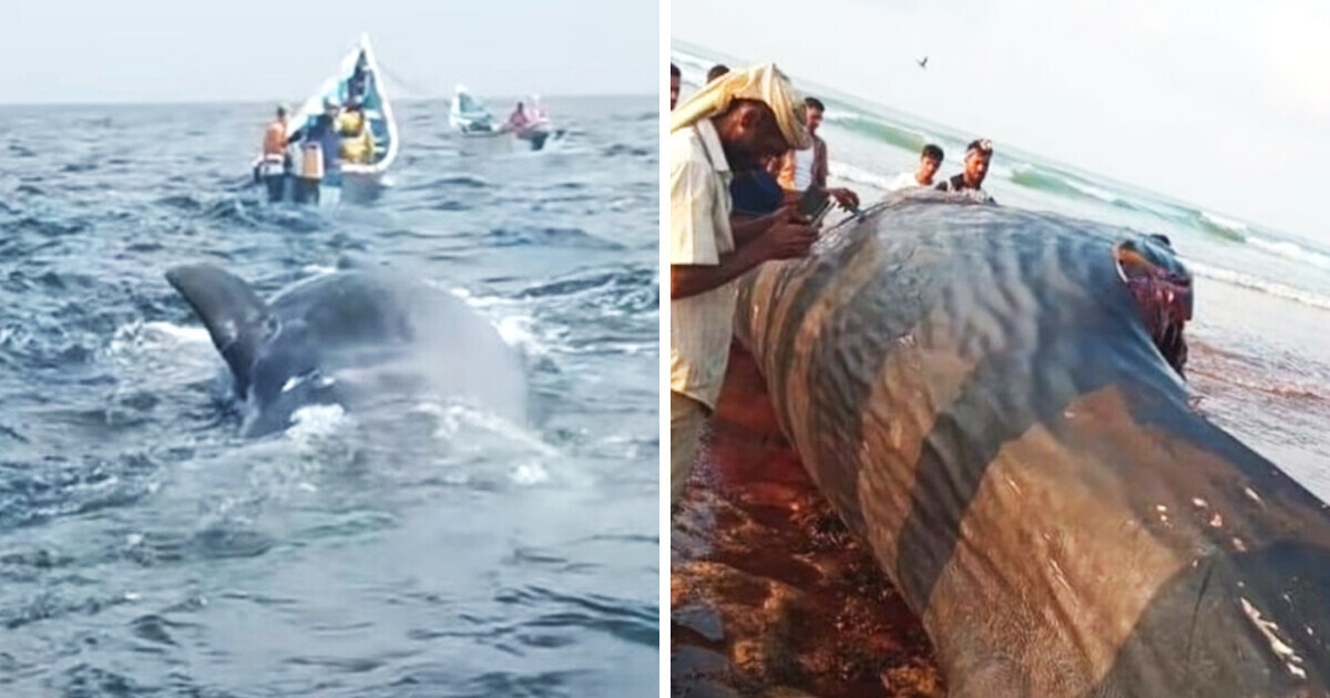 Pescadores encontraron algo extraño que vale una fortuna y les cambió la vida